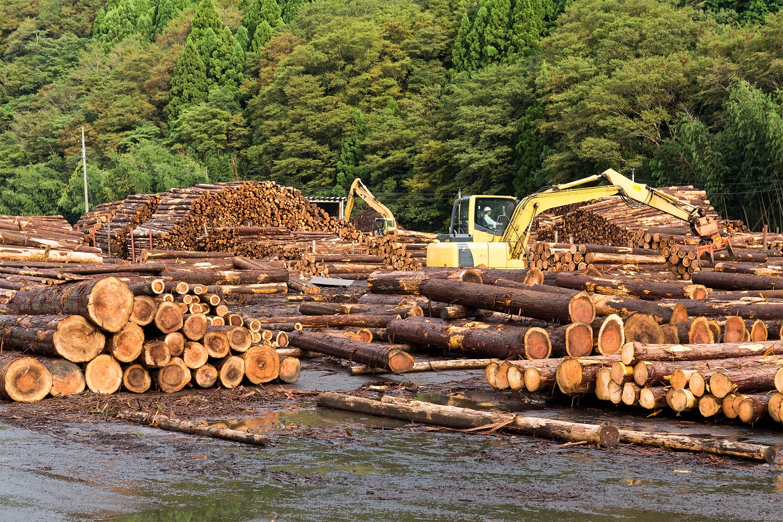 Wholesale lumber for sale in Arkansas